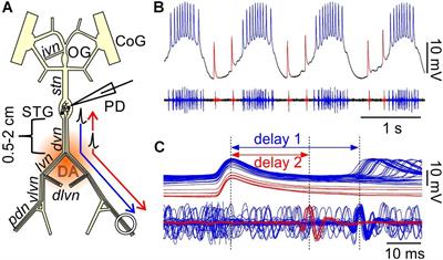 Mutual Suppression of Proximal and Distal Axonal Spike Initiation Determines the Output Patterns of a Motor Neuron